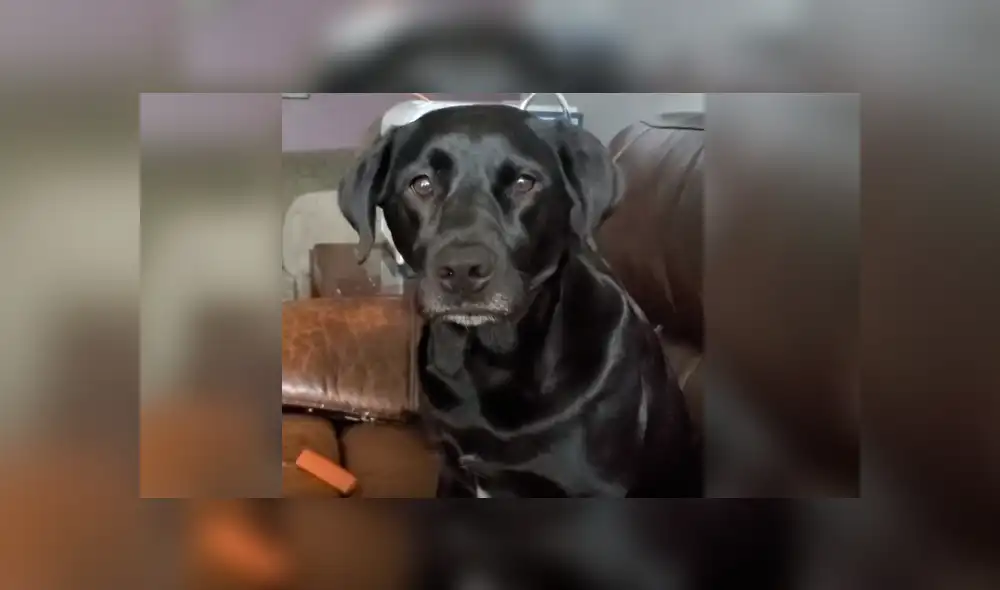 Youtube viral: Perro cumpleañero se une al canto de su dueña y conmueve a las redes [VIDEO]