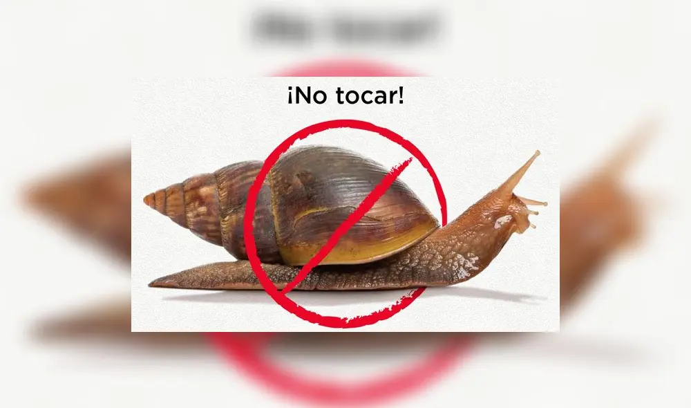 Senasa: ¿por qué no entrar en contacto con el caracol gigante africano? Senasa: ¿por qué no entrar en contacto con el caracol gigante africano?