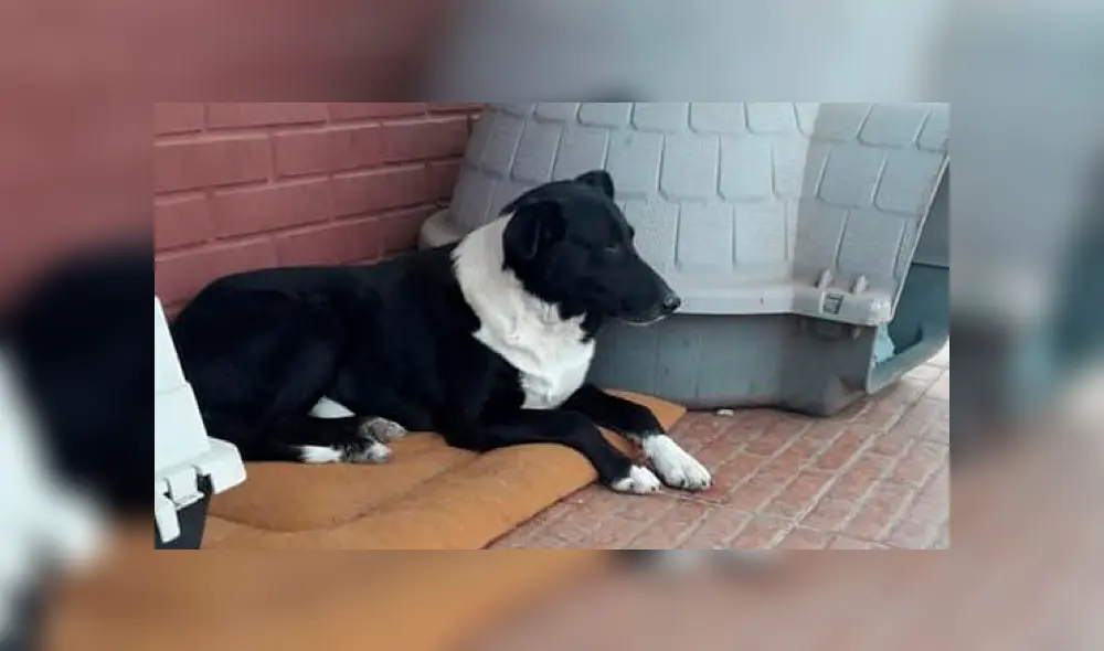 Desliza cada foto hacia la izquierda para ver las imágenes del viral de Facebook del radical cambio de un perro callejero.