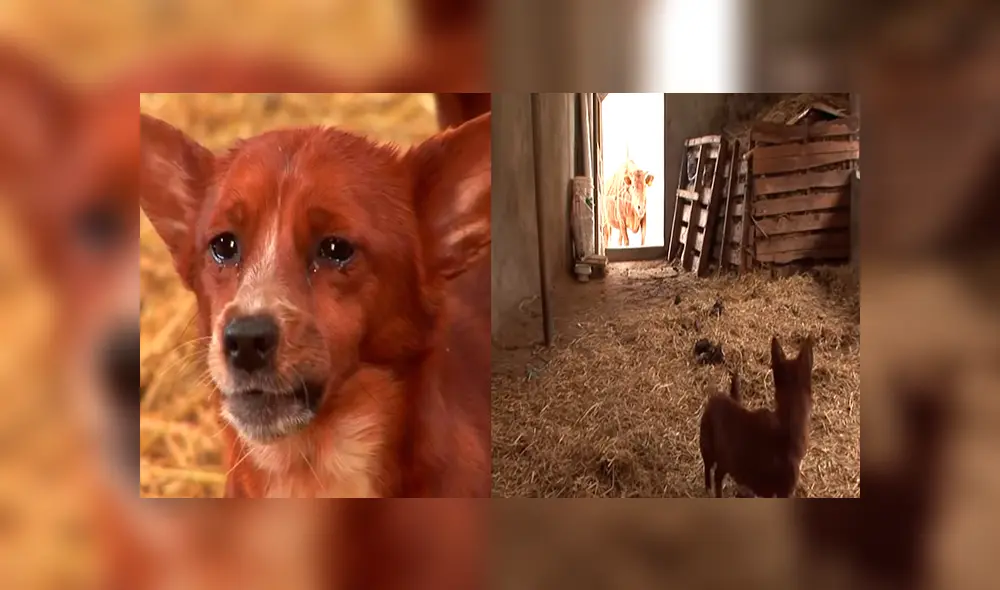 YouTube viral: perro llora de emoción al reencontrarse con vaca que lo cuidó desde bebé 