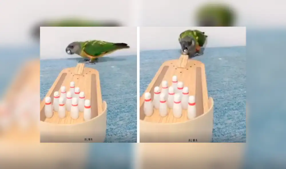 Video es viral en Facebook. Astuto loro ha sorprendido a más de uno al realizar diversas actividades de un humano con gran destreza. Entre ellas, izar una bandera y botar la basura Video es viral en Facebook. Astuto loro ha sorprendido a más de uno al realizar diversas actividades de un humano con gran destreza. Entre ellas, izar una bandera y botar la basura