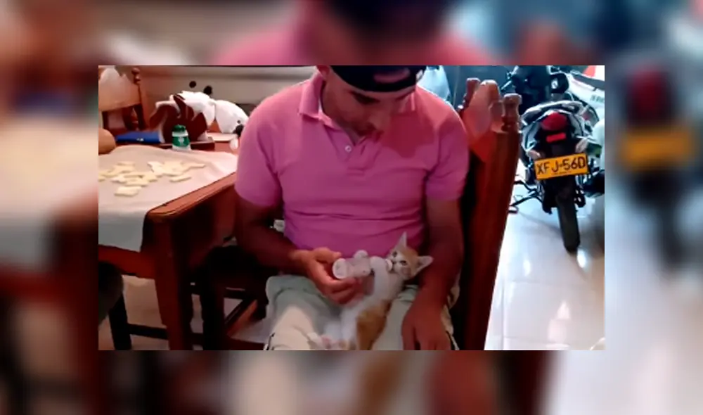 Desliza las imágenes hacia la izquierda para apreciar los cuidados que brindó un joven a su gato recién nacido. Desliza las imágenes hacia la izquierda para apreciar los cuidados que brindó un joven a su gato recién nacido.