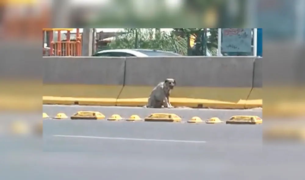 Desliza las imágenes para conocer el desenlace de esta tierna historia que es viral en Facebook Foto: Rafael Figueroa Desliza las imágenes para conocer el desenlace de esta tierna historia que es viral en Facebook Foto: Rafael Figueroa