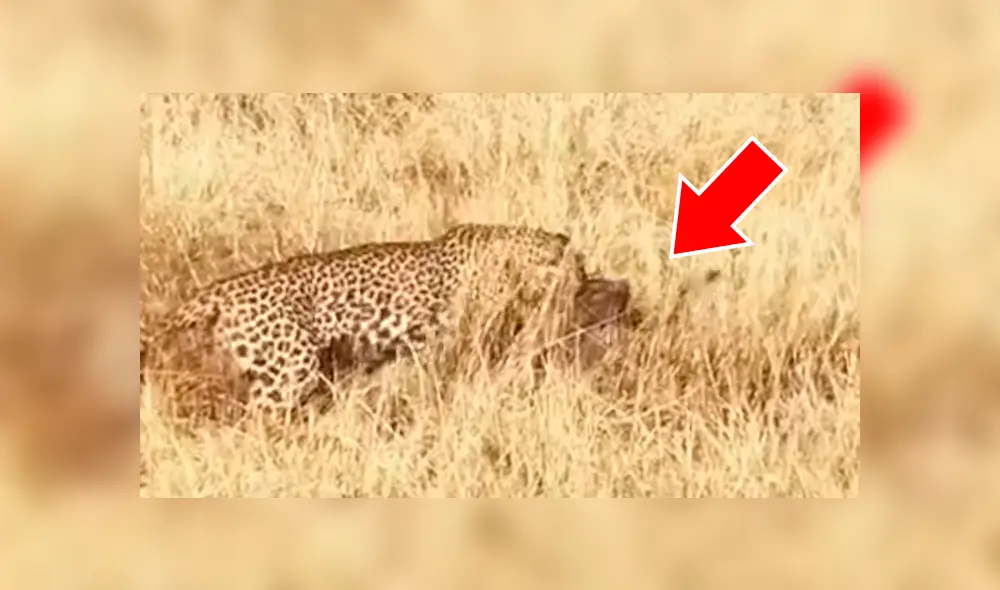 La criatura gritaba por el pánico, pero todo cambó con la llegada de la hiena. Foto: Capture The Wild La criatura gritaba por el pánico, pero todo cambó con la llegada de la hiena. Foto: Capture The Wild