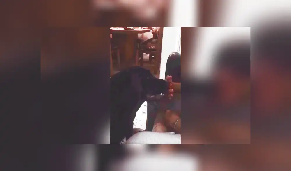 Desliza las imágenes para conocer la emotiva escena protagonizada por un perro junto a su dueño. Foto: Captura. Desliza las imágenes para conocer la emotiva escena protagonizada por un perro junto a su dueño. Foto: Captura.