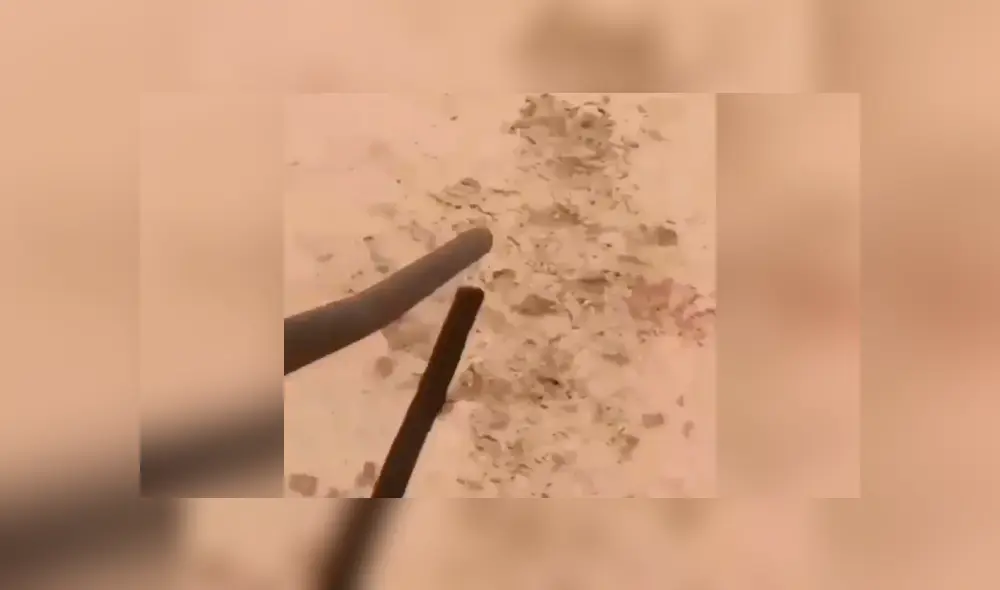 En Facebook se volvió viral la extraña aparición que hizo una peligrosa serpiente para atacar a un joven.