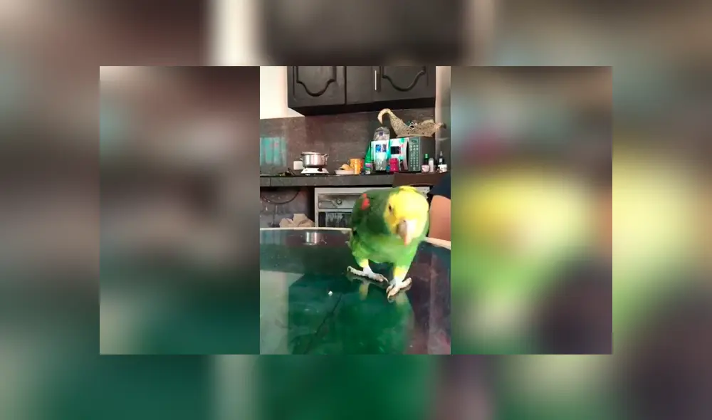Desliza las imágenes para conocer la increíble habilidad de un loro para hablar y cantar junto a su dueña. Foto: Captura.