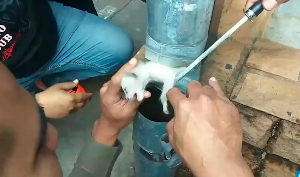 La operación de rescate duró 10 minutos. Foto: Viral Press / YouTube