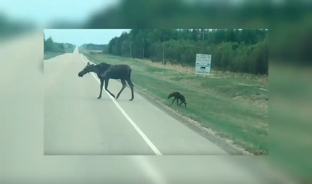 Facebook viral: Mamá alce para el tránsito de una carretera para ayudar a cruzar a su crío [VIDEO]