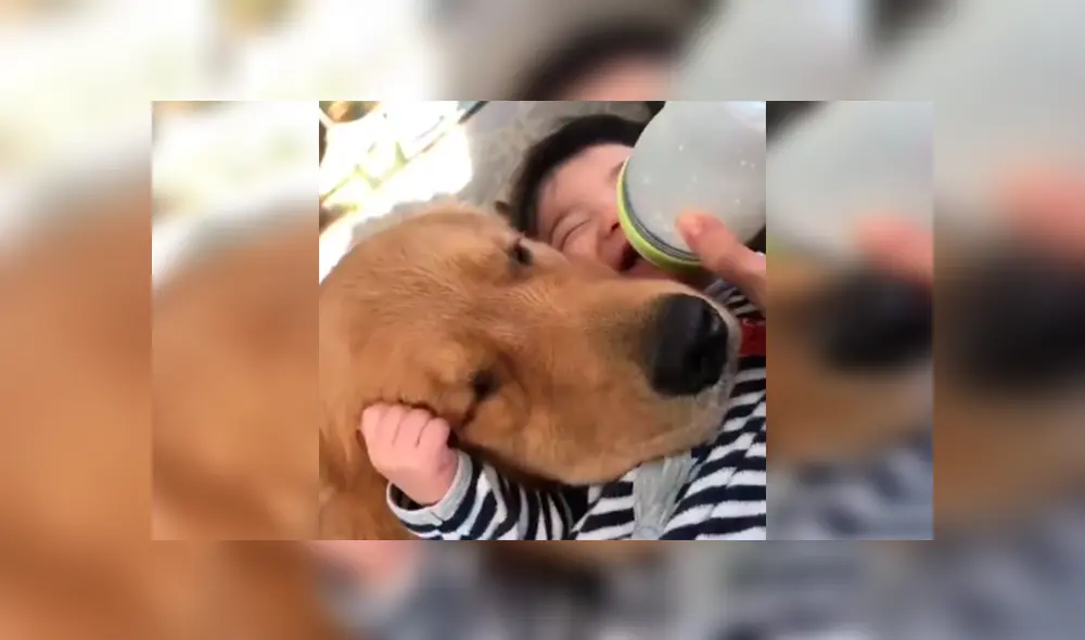 En Facebook, un perro se encargó de cuidar y proteger al bebé de su dueña aprovechando su distracción. En Facebook, un perro se encargó de cuidar y proteger al bebé de su dueña aprovechando su distracción.