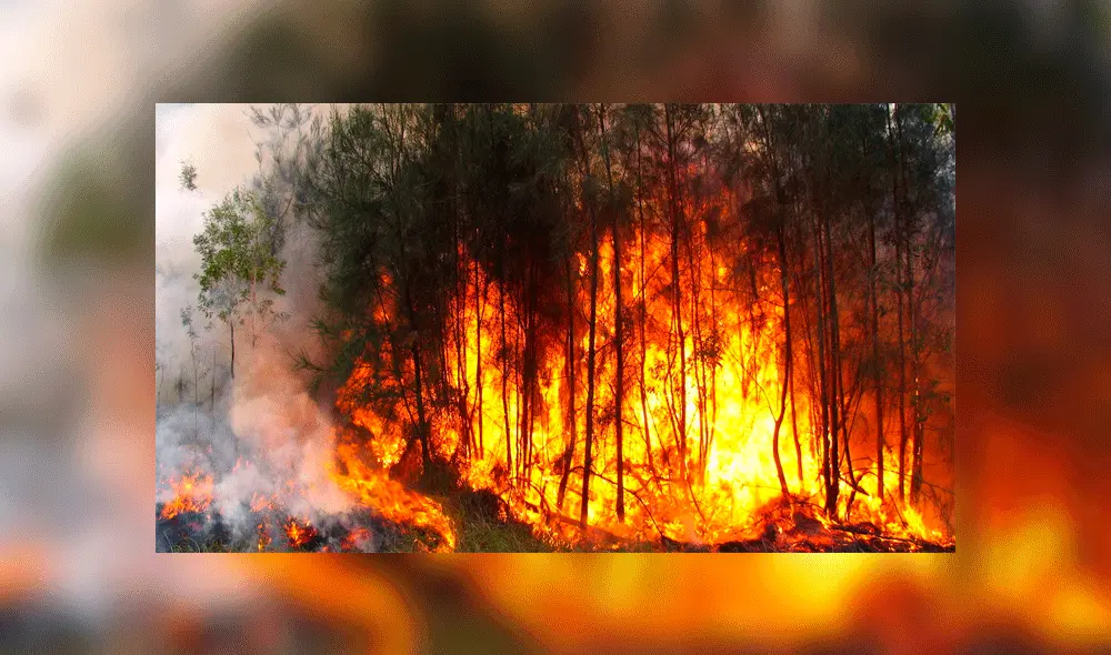 ¿Qué trágicas consecuencias dejaría el incendio forestal en la Amazonía? [FOTOS]