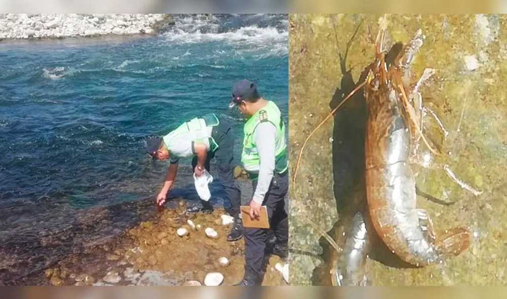 Cientos de camarones murieron en río Majes por presunto envenenamiento.