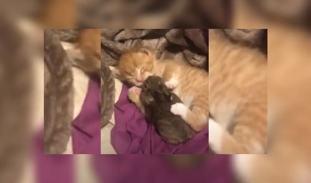 Desliza hacia la izquierda para ver más del video viral Desliza hacia la izquierda para ver más del video viral