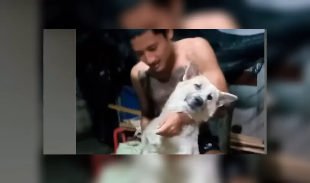 YouTube viral: perrito no quiso que dueño lo bañe y fingió su muerte [VIDEO]