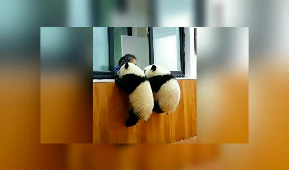Instagram: traviesos pandas hacen lo imposible para pedirle a su cuidadora que los alimente [FOTOS]