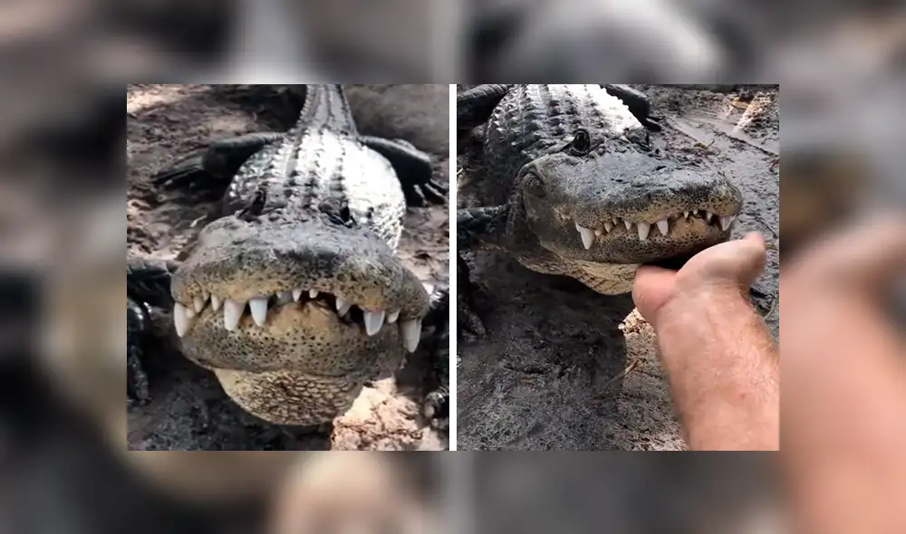Vía Facebook: graban a tierno cocodrilo emocionado por humano que lo acaricia por primera vez [VIDEO] 