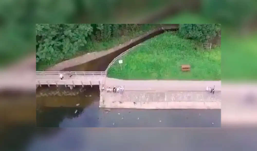 Un video viral muestra como un joven hizo hasta lo imposible para salvar su dron nuevo de un trágico final. Un video viral muestra como un joven hizo hasta lo imposible para salvar su dron nuevo de un trágico final.