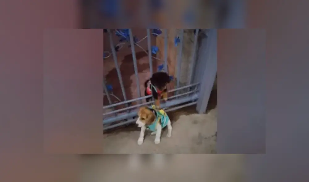 Desliza hacia la izquierda para ver el conmovedor reencuentro publicado en Facebook.