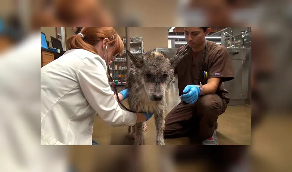 Desliza para ver las fotos de este perro que enamoró a todos en Facebook. Foto: Captura. Desliza para ver las fotos de este perro que enamoró a todos en Facebook. Foto: Captura.