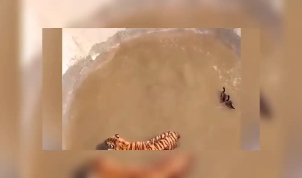 Facebook viral: Patos se burlan cruelmente de un feroz tigre, que entró a su hogar para devorarlos [VIDEO] 