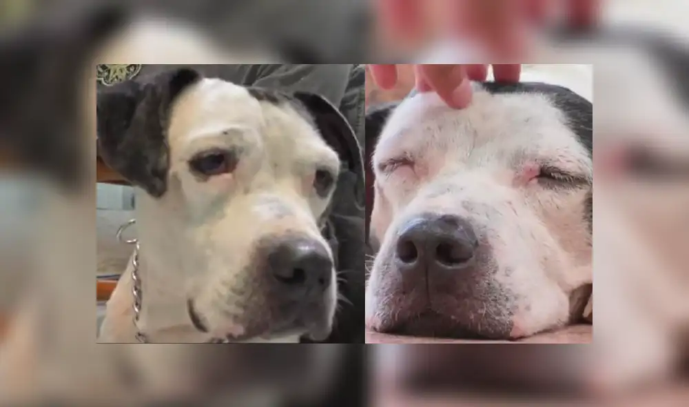 Arlot no se rinde y busca salvar su vida. Foto: Composición. Arlot no se rinde y busca salvar su vida. Foto: Composición.