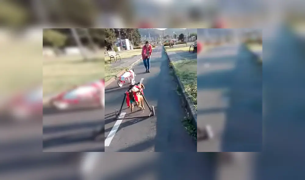Video es viral en Facebook. Dueña de los canes los sacó de paseo y no dudó en grabar la conmovedora escena para compartirla en redes sociales