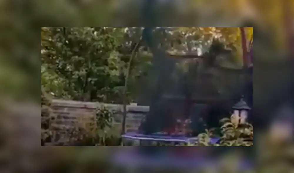 Facebook viral: Familia adopta a perro tímido, lo dejan solo en casa y realiza travesura [VIDEO]