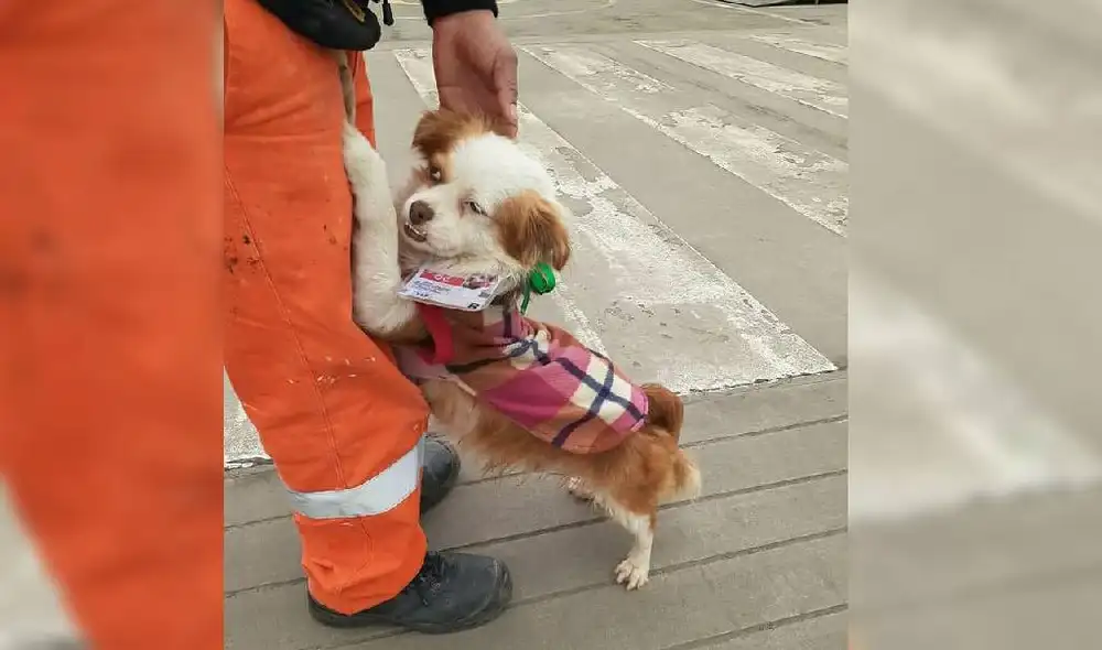 La usuaria de Twitter publicó la historia de 'Chato' en las redes sociales. Foto: Captura/Twitter/@ramosnadia