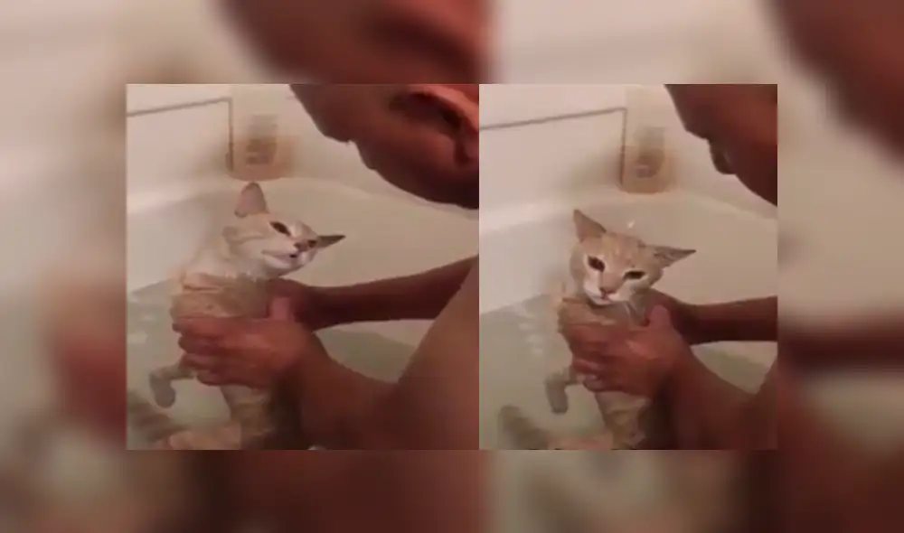 YouTube viral: gato tiene dramática reacción cuando su dueño lo quiere