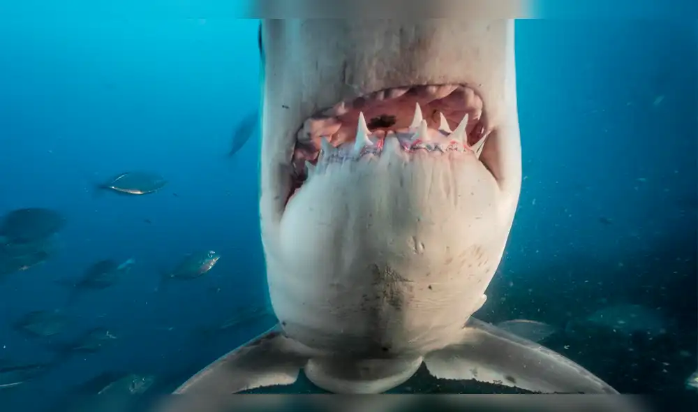 Instagram: ven a tiburón del tamaño de su barco en Florida, y su reacción es viral [VIDEO]