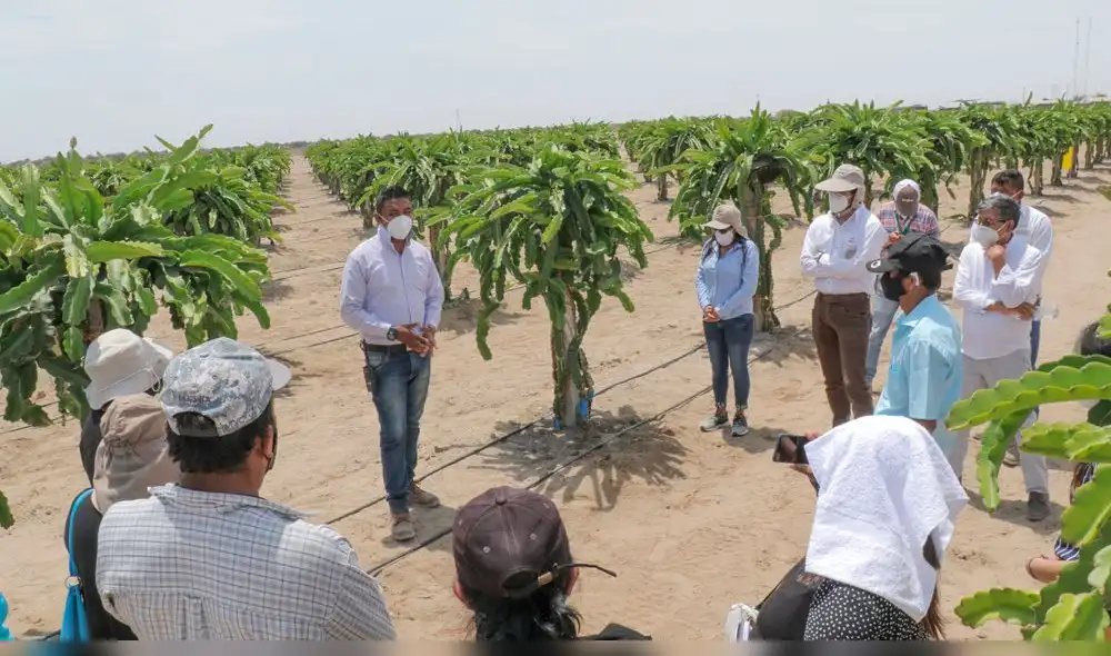 Agricultores de Olmos en pasantía de cultivo de pitahaya-Lambayeque