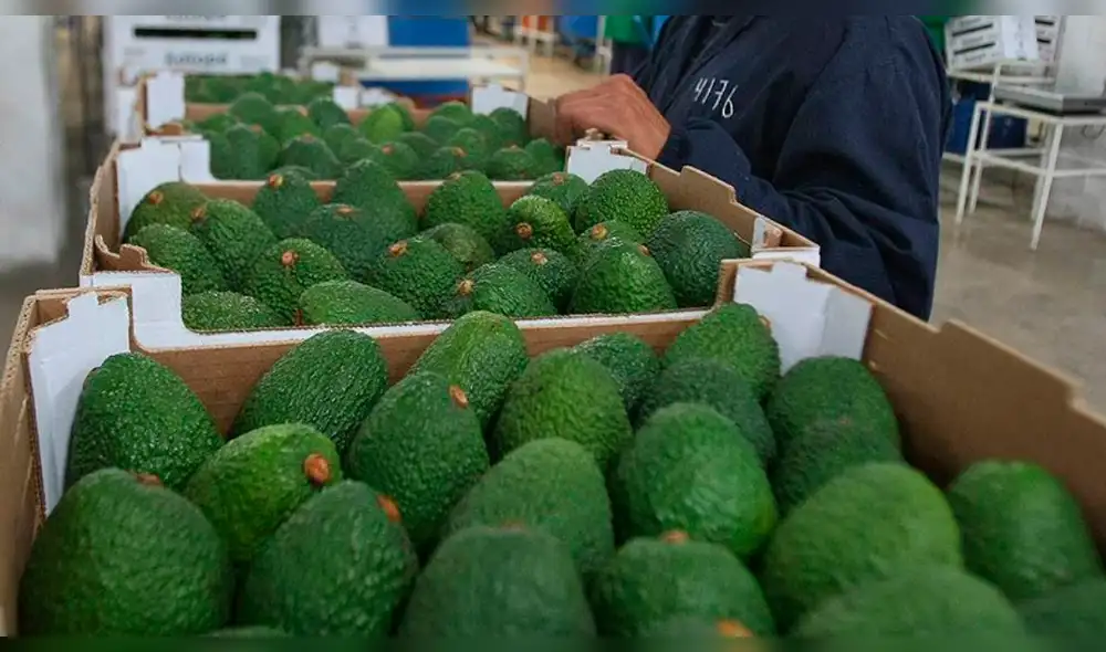 Exportación de palta peruana alcanzó cifra récord