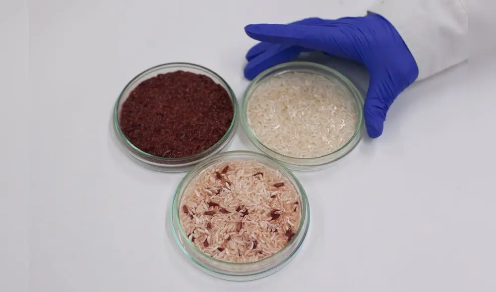 1.	Fortificar el arroz no cambia en absoluto su sabor. Y aporta hierro, zinc y vitaminas a la dieta de niños y adultos.