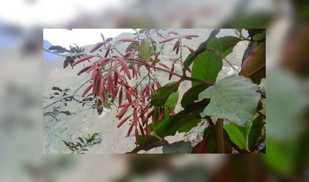 ‘Semilla Bendita’: árbol de la quina se conserva gracias a proyecto forestal [FOTOS]