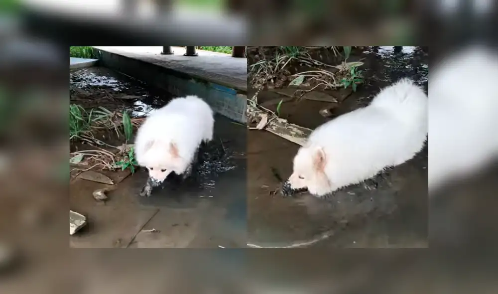 Facebook viral: mujer baña y deja reluciente a su perro y la mascota hace la peor travesura del mundo Facebook viral: mujer baña y deja reluciente a su perro y la mascota hace la peor travesura del mundo