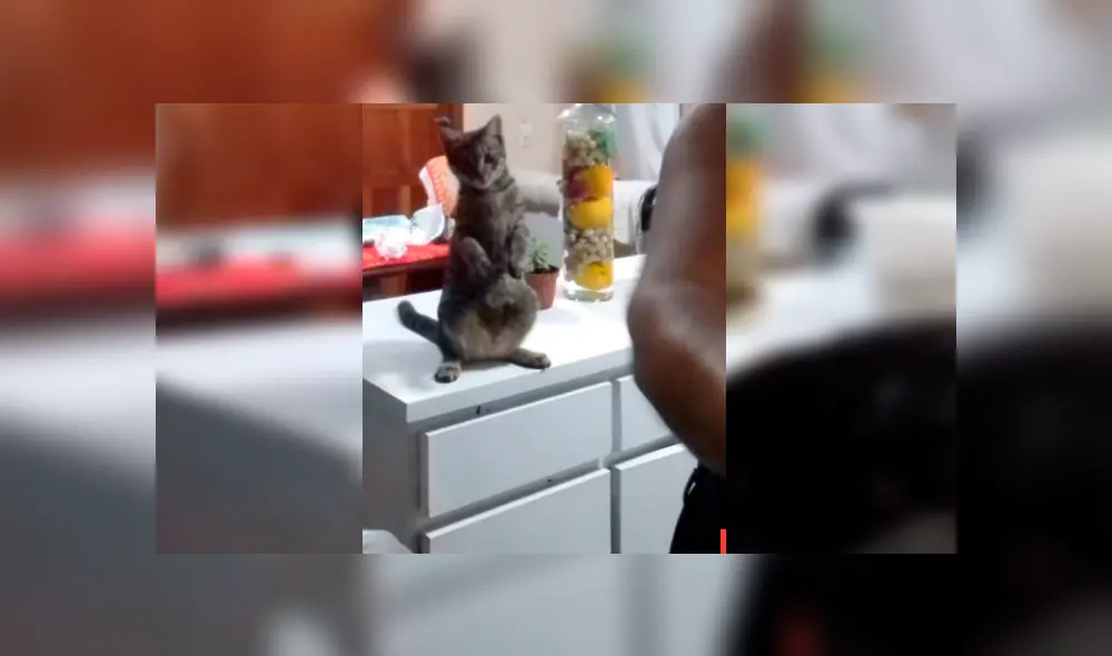 Video es viral en YouTube. La dueña del gato se percató del gracioso comportamiento de su mascota y aprovechó para enseñarle cómo se lavan los servicios