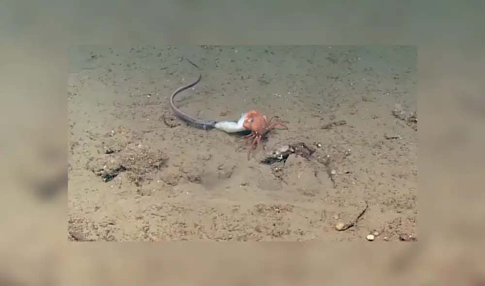 Video es viral en Facebook. Científicos captaron la feroz lucha de un cangrejo por salvar su presa de dos anguilas que intentaban arrebatársela Video es viral en Facebook. Científicos captaron la feroz lucha de un cangrejo por salvar su presa de dos anguilas que intentaban arrebatársela