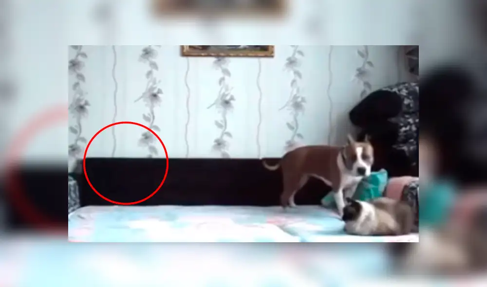 Mujer deja una cámara para descubrir quién ‘destruye’ su hogar y revela inesperada respuesta [VIDEO]