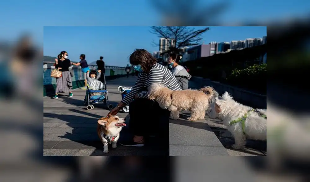 La OMS realiza más pruebas al animal y a su dueña. Foto: EFE La OMS realiza más pruebas al animal y a su dueña. Foto: EFE