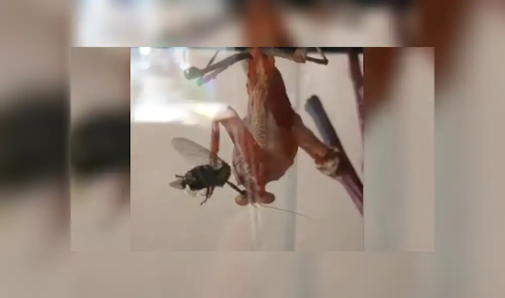 La mosca intentó salvar a sus crías, mientras era devorada por la mantis. Foto: captura La mosca intentó salvar a sus crías, mientras era devorada por la mantis. Foto: captura