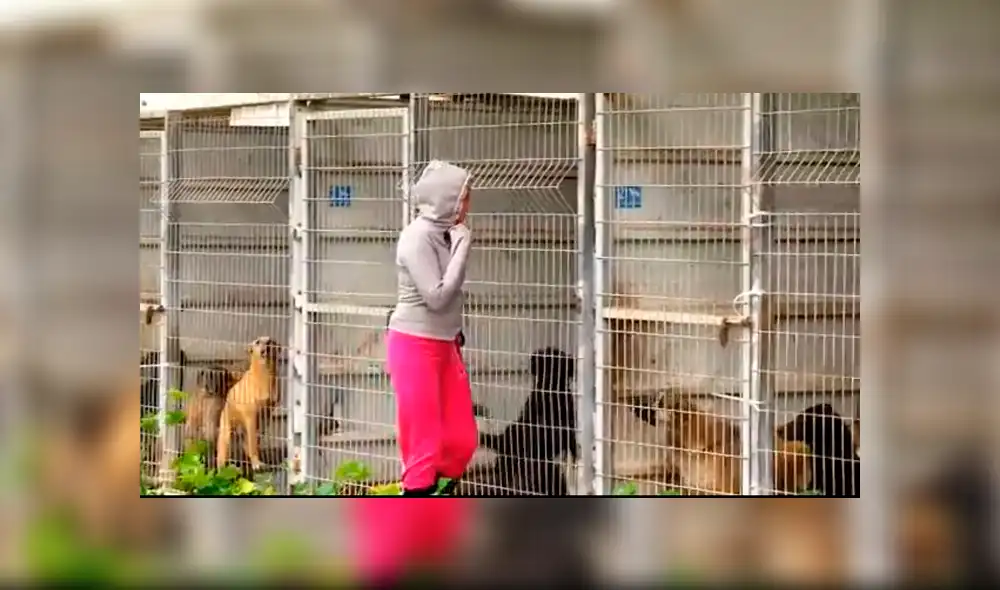 Facebook viral: Perros abandonados en un refugio fueron adoptados por un mujer [VIDEO]