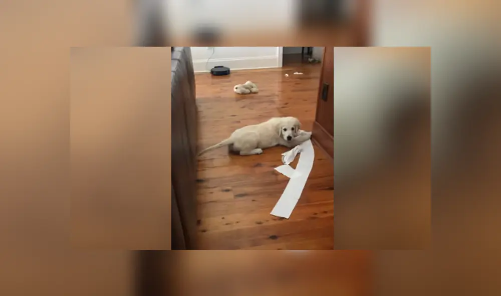 Desliza hacia la izquierda para ver las imágenes del viral de Facebook. Foto: ViralHog. Desliza hacia la izquierda para ver las imágenes del viral de Facebook. Foto: ViralHog.