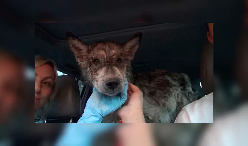 Desliza para ver las fotos de este perro que enamoró a todos en Facebook. Foto: Captura. Desliza para ver las fotos de este perro que enamoró a todos en Facebook. Foto: Captura.