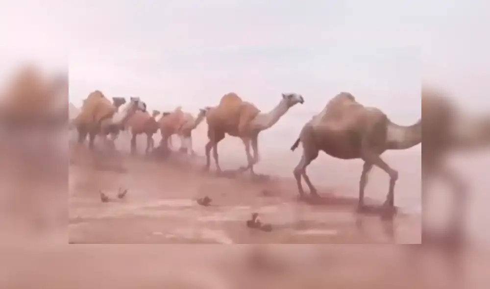 Camellos atraviesan desierto inundado tras fuerte tormenta en Arabia Saudita [VIDEO]