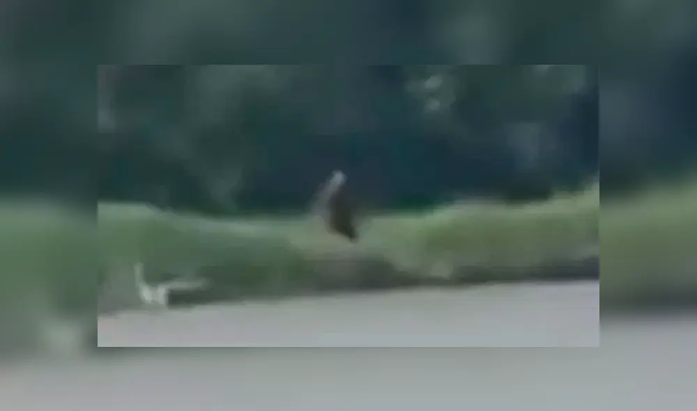 Video es viral en YouTube. Un hombre tranquilamente navegaba por un lago de Estados Unidos, cuando de pronto divisó una extraña criatura que ha generado todo tipo de teorías. Foto: Captura.