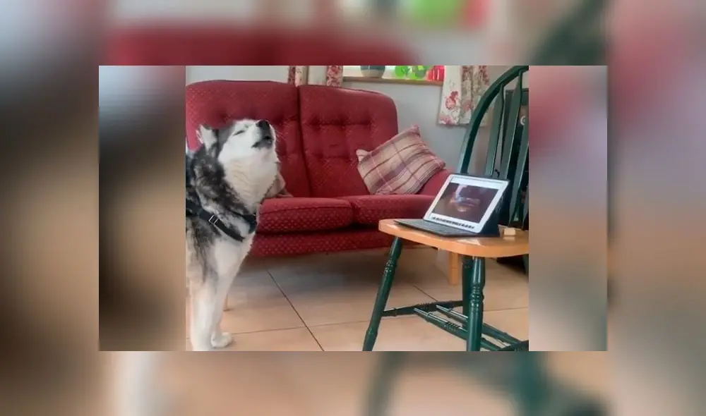 Desliza las imágenes para ver el dramático reencuentro que tuvieron estos dos perros por videollamada. Foto: ABC Noticias Desliza las imágenes para ver el dramático reencuentro que tuvieron estos dos perros por videollamada. Foto: ABC Noticias