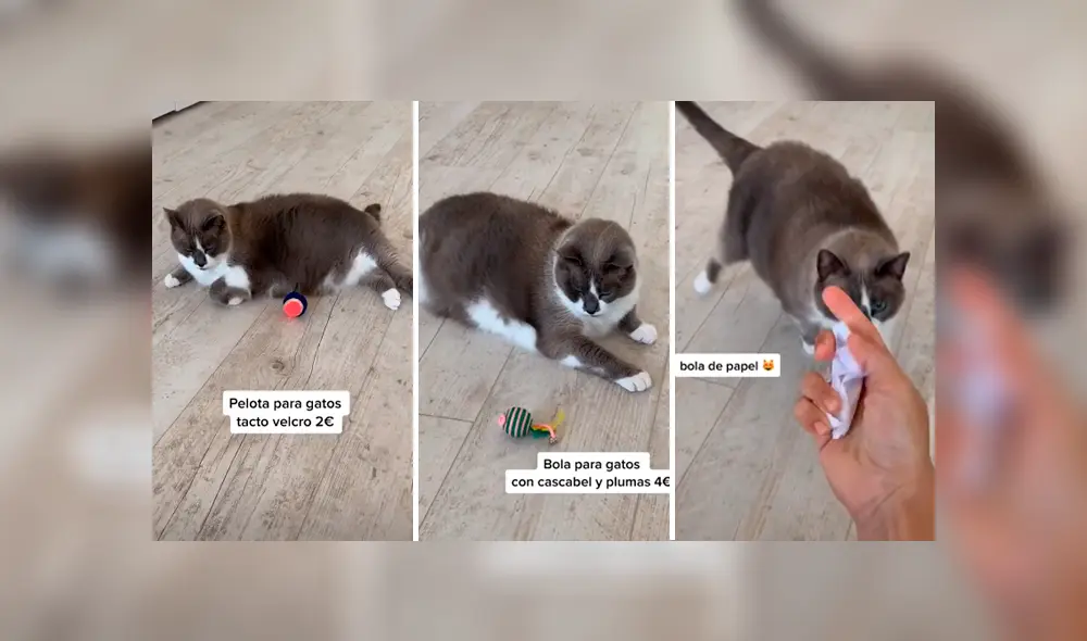 Desliza para ver la singular conducta del minino. Foto: Einstein & Troya / TikTok