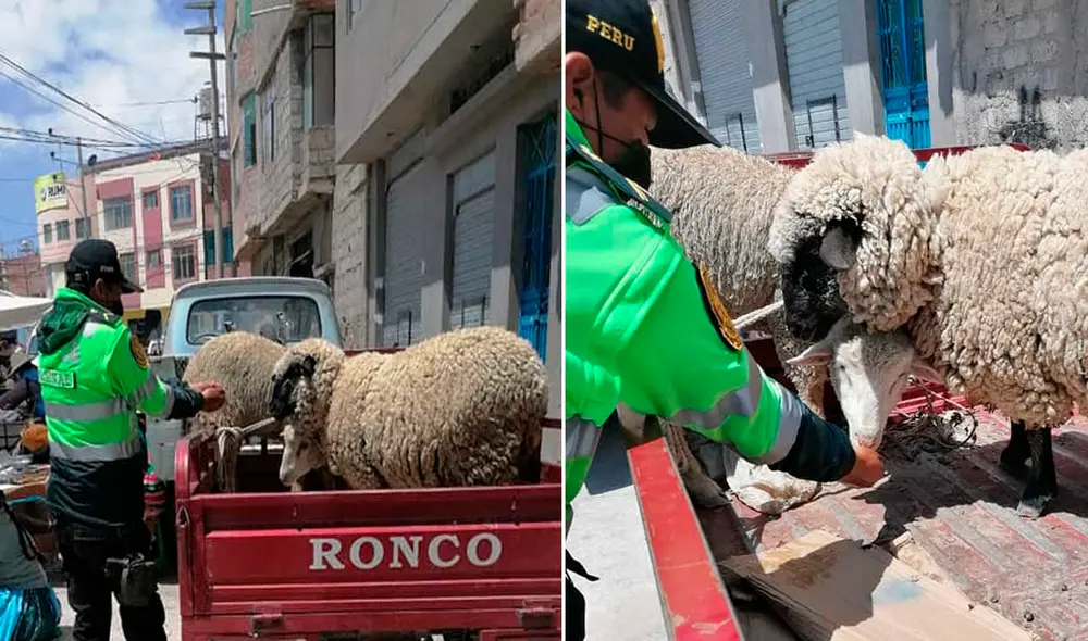 Efectivo policial sintió lastima por situación de animales y decidió ayudar. Fotos: Radio Excelente.