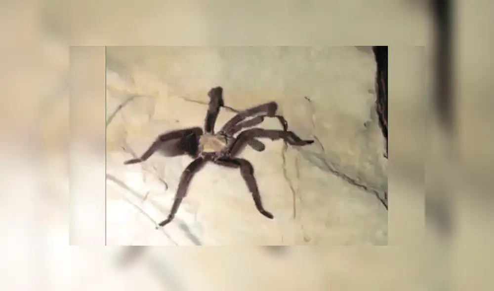 Facebook viral: Chico madruga para ir al baño y se topa con peligrosa criatura que lo quería atacar [VIDEO] 