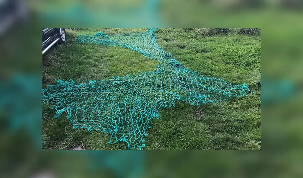 Ballena embarazada muere luego de quedar atrapada en red de pesca [FOTOS]